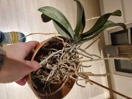 Photo of free Orchid (Charlton Kings GL52) #1