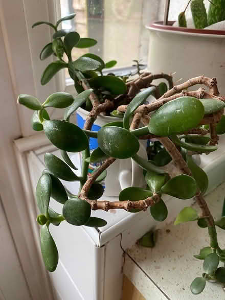Photo of free Money plant cuttings (Barking IG11) #1