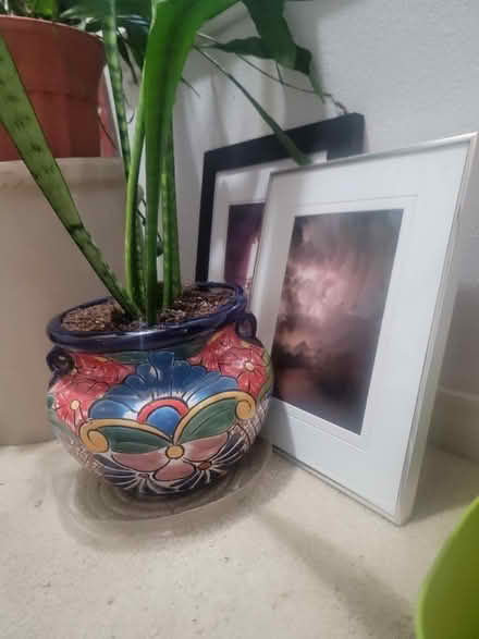 Photo of free Snake plant in need of a new home (North Boulder) #1
