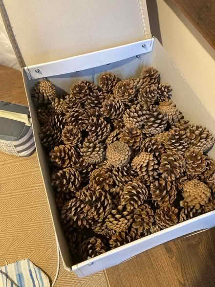 Photo of free Box of Pine Cones for Crafts (Weston-super-Mare BS23) #1