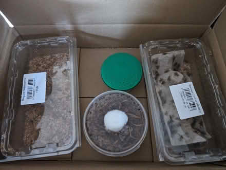Photo of free Live food for amphibian or reptile (Southborough) #1