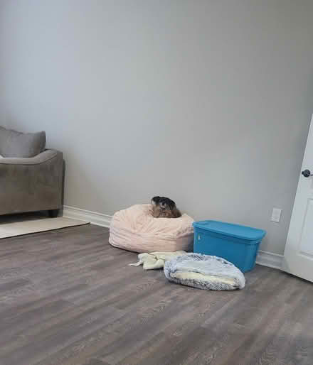 Photo of free Dog bed pouf (Worldgate, Herndon) #4