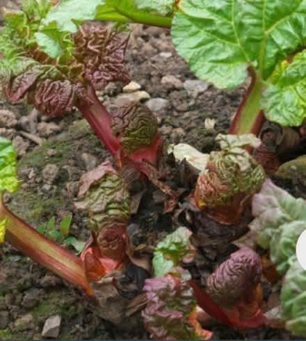 Photo of Rhubarb crowns (AB15) #1