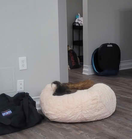 Photo of free Dog bed pouf (Worldgate, Herndon) #1