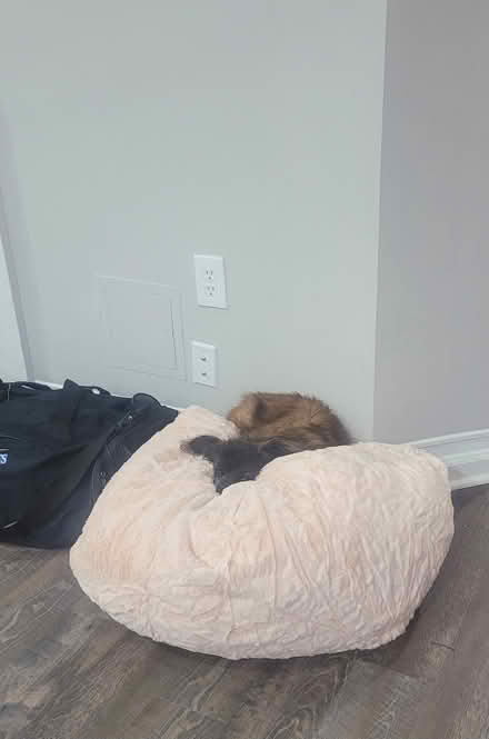 Photo of free Dog bed pouf (Worldgate, Herndon) #3