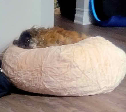 Photo of free Dog bed pouf (Worldgate, Herndon) #2