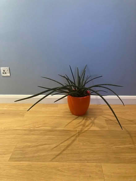 Photo of free Healthy plant (Gilmerton EH17) #1