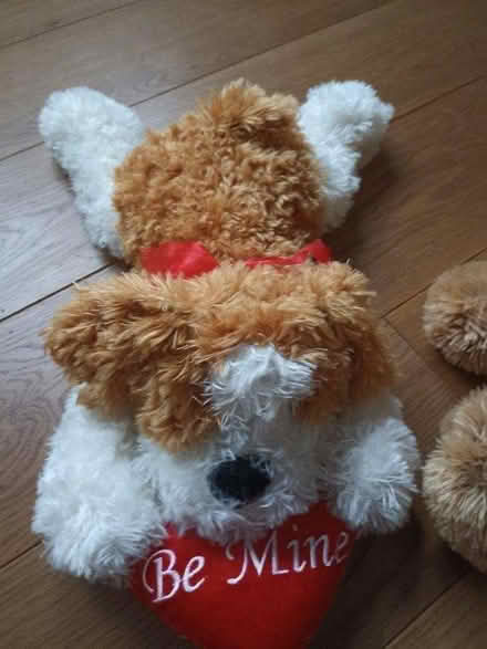 Photo of free Three plush dog toys (Romford RM1) #1