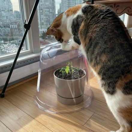 Photo of free Plastic garden cloche (Vancouver, Yaletown) #2