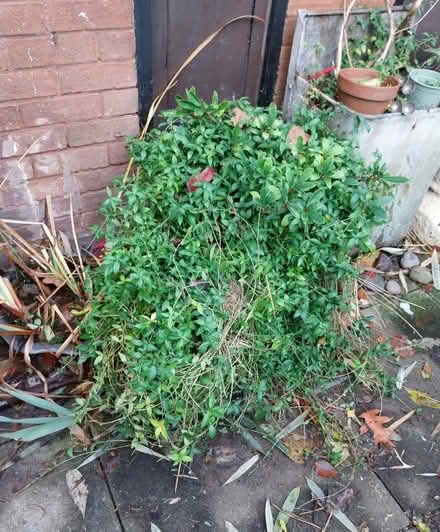 Photo of free Outdoor plants (L7 Georgian Quarter) #2