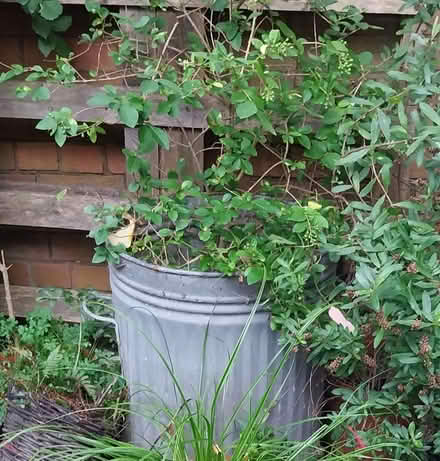 Photo of free Outdoor plants (L7 Georgian Quarter) #1