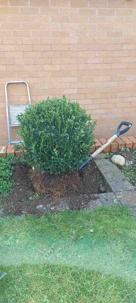 Photo of free Box shrub (Wyke Regis DT4) #1