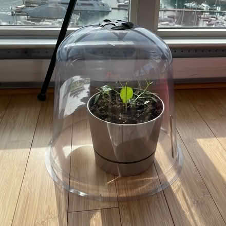 Photo of free Plastic garden cloche (Vancouver, Yaletown) #1