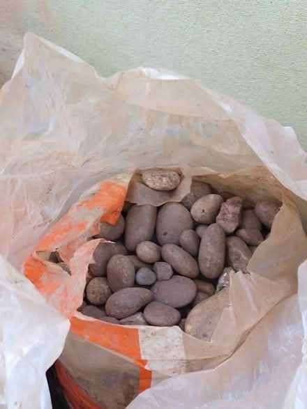 Photo of free Garden Pebbles (Torquay TQ1) #2