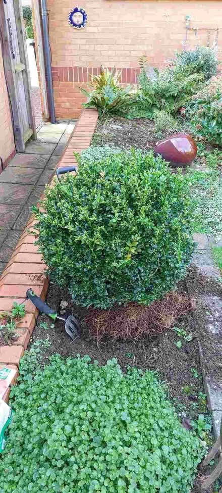 Photo of free Box shrub (Wyke Regis DT4) #2