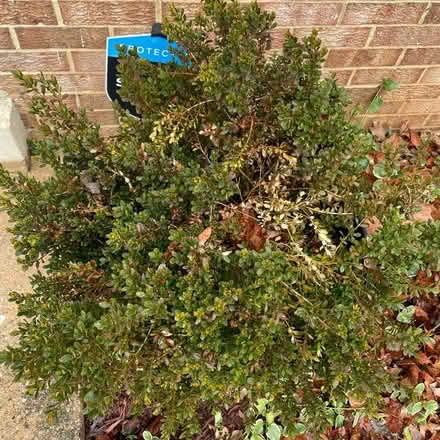 Photo of free Struggling Boxwood shrubs (Columbia) #3