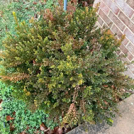 Photo of free Struggling Boxwood shrubs (Columbia) #4