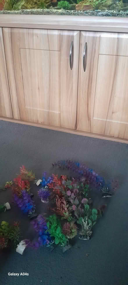 Photo of free Fish tank plants (Chester le Street DH2) #1
