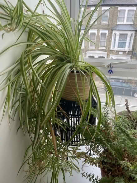 Photo of free Large Spider Plant (Highbury Barn N5) #1