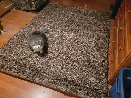 Photo of free Area Carpet - Driftwood (Near Mary Honeywell School) #1