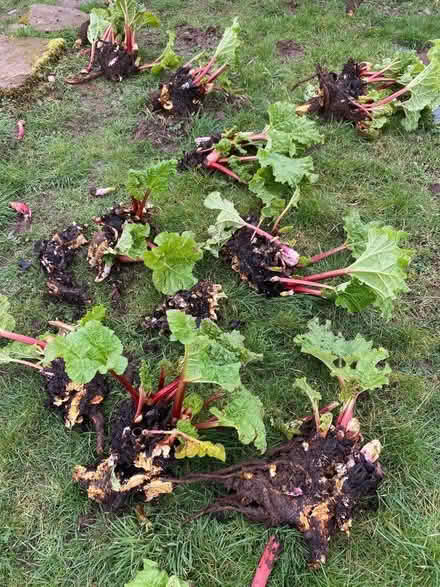 Photo of free Large clumps of Rhubarb (Stainton CA11) #1