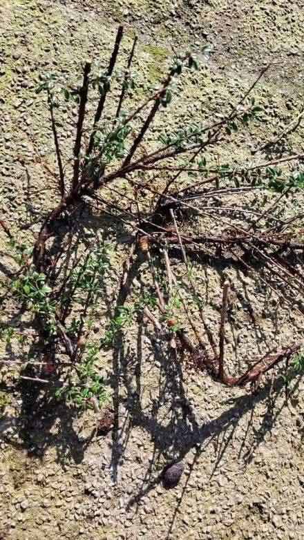 Photo of free Cotoneaster cuttings- with roots (chorley PR6) #3