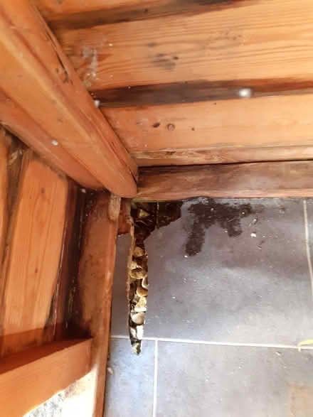 Photo of free Small Garden Shed (TA11) #3