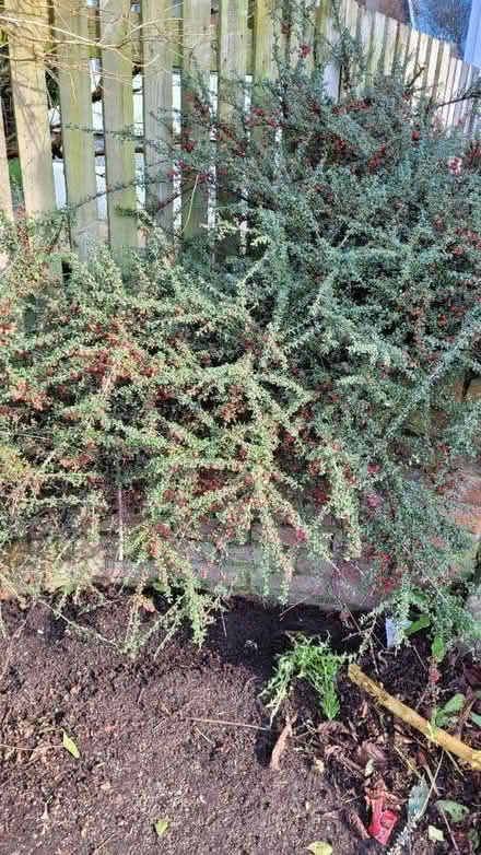 Photo of free Cotoneaster cuttings- with roots (chorley PR6) #1