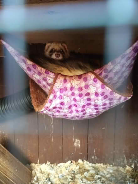 Photo of free Ferret cage and contents (SY7) #3