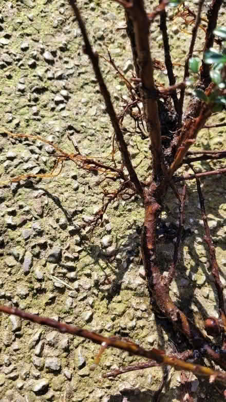 Photo of free Cotoneaster cuttings- with roots (chorley PR6) #2