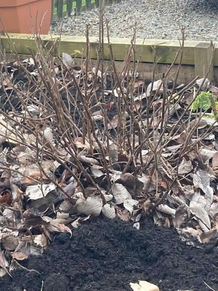 Photo of free Redcurrant bush. (Penrith CA11) #1
