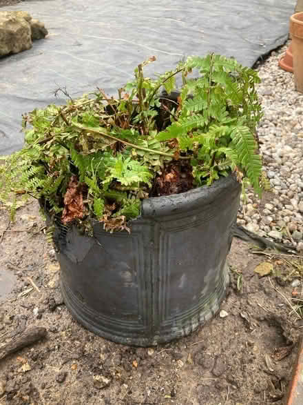 Photo of free fern plant (Hastings TN35) #1