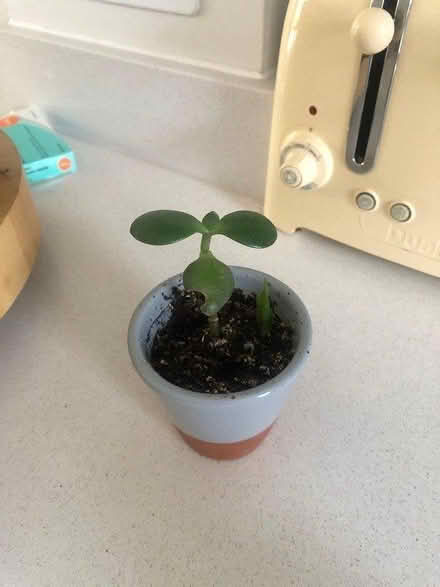 Photo of free Small propagated succulents (Hertford EN11) #1