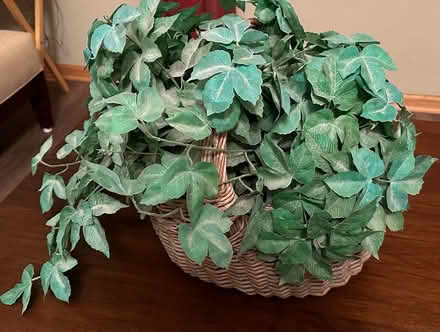 Photo of free Artificial Plant (Dundee & Hicks Palatine) #1
