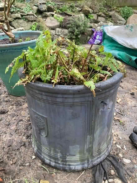 Photo of free fern plant (Hastings TN35) #2