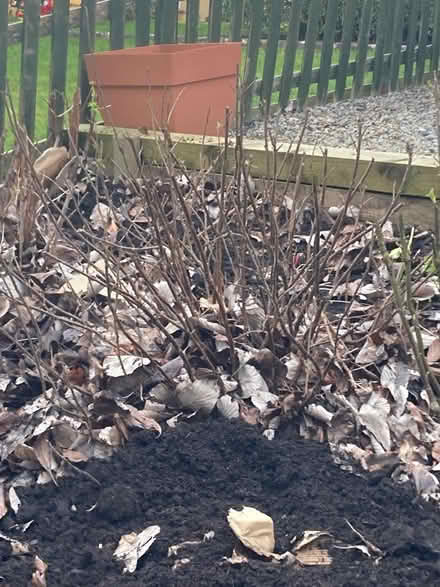 Photo of free Redcurrant bush. (Penrith CA11) #2