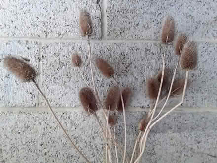 Photo of free Teasel heads (CT15) #1