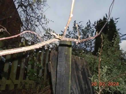 Photo of free Bird Cherry Hedging Plant (Upper Hopton WF14) #1