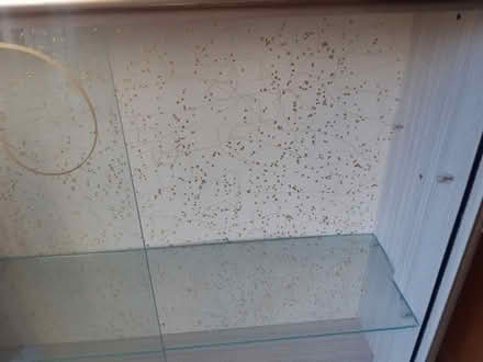 Photo of free Glass Cabinet (Orgreave S13) #3