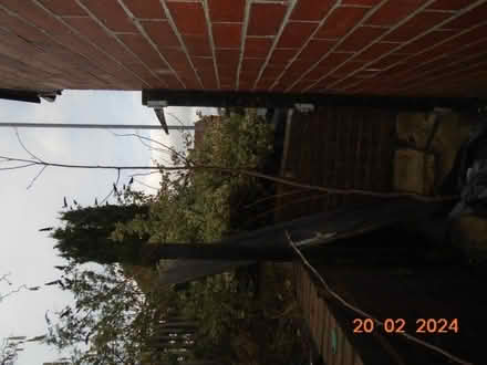 Photo of free Bird Cherry Hedging Plant (Upper Hopton WF14) #2