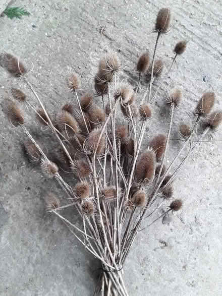 Photo of free Teasel heads (CT15) #2