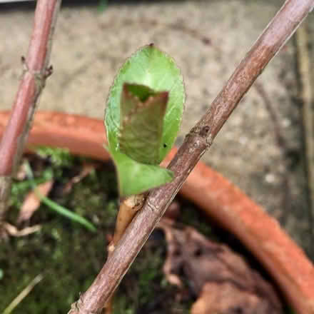 Photo of free Two Hydrangea Plants (Eaton NR4) #2