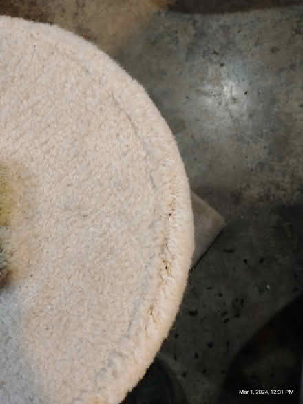 Photo of free cat tree, cat beds, kibble (Everett, WA near Silver Lake) #3