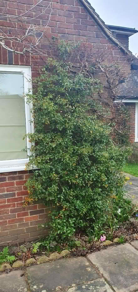 Photo of free 1 x pyracantha 'orange glow' (Sevenoaks TN13) #1