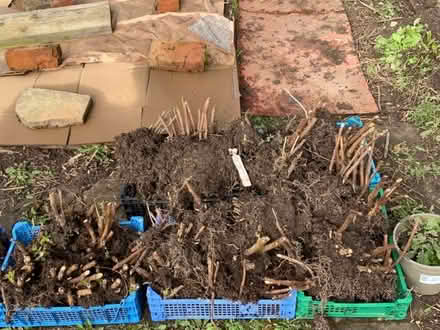 Photo of free Raspberry Canes -Autumn Bliss (The Goggin SY8) #1