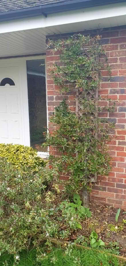 Photo of free Pyracantha 'red column' (Sevenoaks TN13) #1