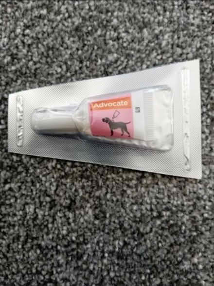 Photo of free Advocate dog flea treatment (Blandford) #1