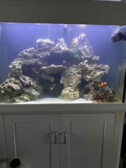 Photo of free Dry marine rock (Orpington BR5) #2