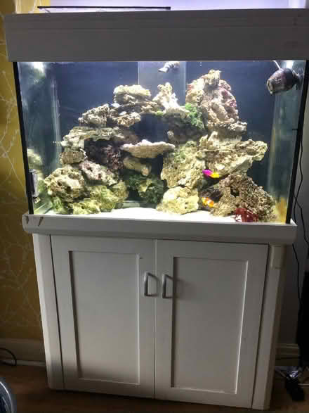 Photo of free Dry marine rock (Orpington BR5) #1