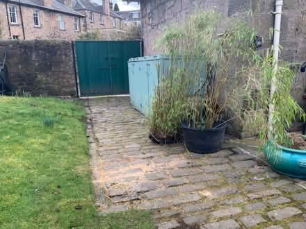 Photo of free Mature garden plants (Stirling FK8) #2